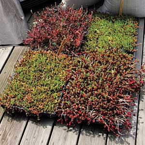 plant sedums come in five premixed combinations