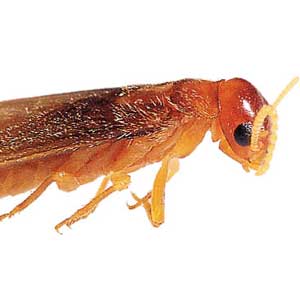 Bugs