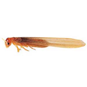Bugs