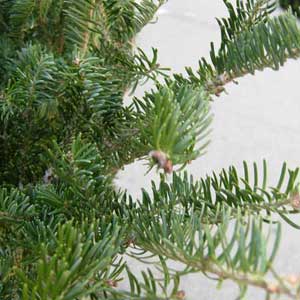 balsam fir tree