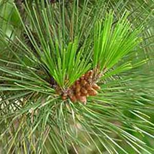 Monterey Pine