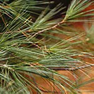 White Pine