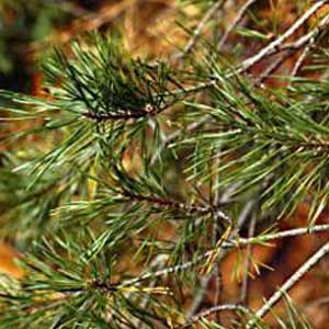 Virginia Pine