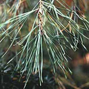 Scotch Pine