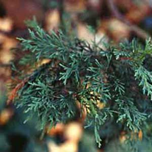 Leyland Cypress