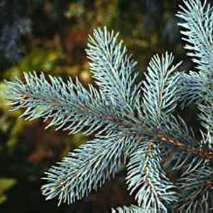 blue spruce