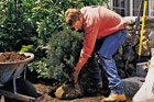 man bending over to do gardening