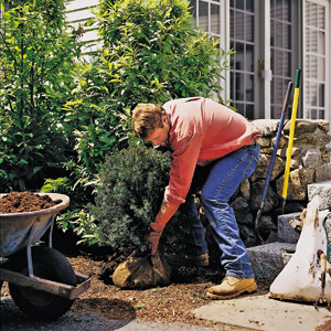 Roger Cook bending over to do gardening