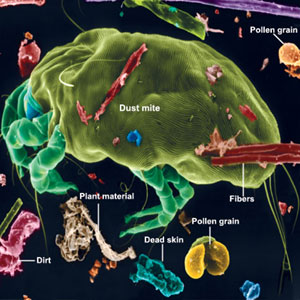 Allergens, mold.