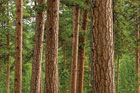 how engineered wood Saves trees
