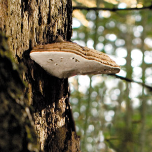 a tree bark with mushrooms