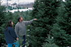 Cut, Cart, and Care for Your Christmas Tree