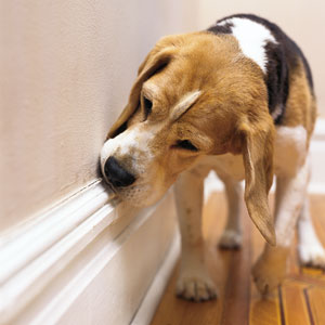 dog sniffing out termites in baseboards