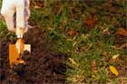 joy of bulbs