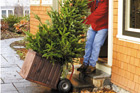 Opt for a Live Tree This Year