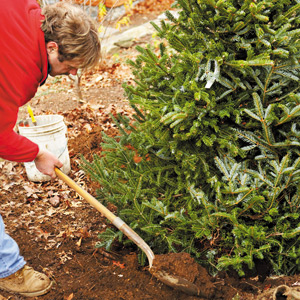 Roger shovels and cuts away the surrounding burlaps