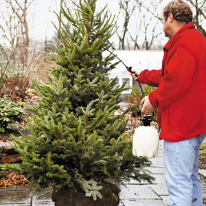 Roger sprays the tree 