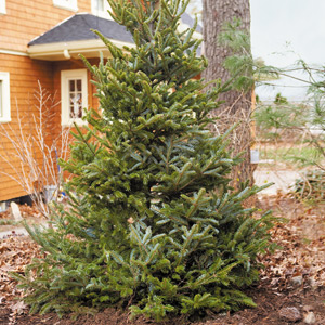 To help your live Christmas tree establish itself, Roger recommends regular irrigation over the next few years during the growing seasons