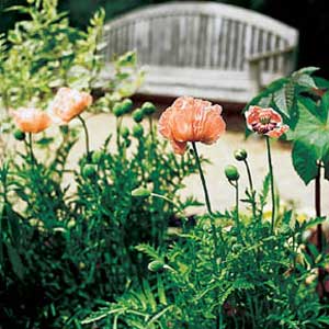 Plants