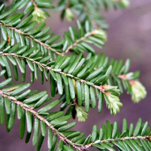 canadian hemlock - choice for live christmas tree