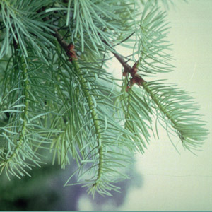 Concolor fir