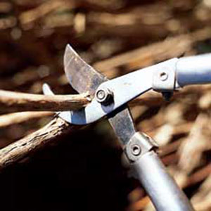 pruning