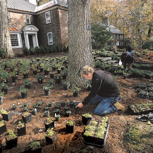 planting