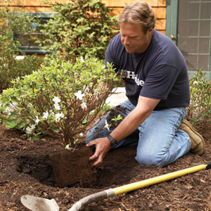 Fertilizing a tree in the fall