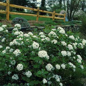 Top 15 Shrubs
