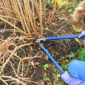 pruning shrubs