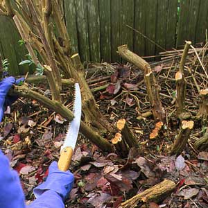 pruning shrubs
