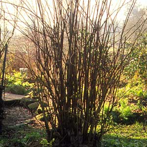 pruning shrubs
