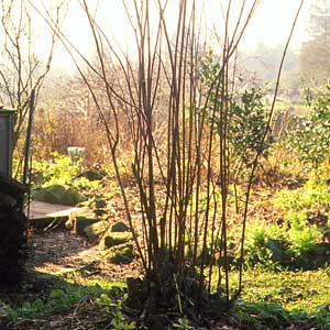pruning shrubs