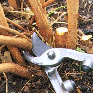 pruning shrubs