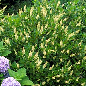 pruning shrubs