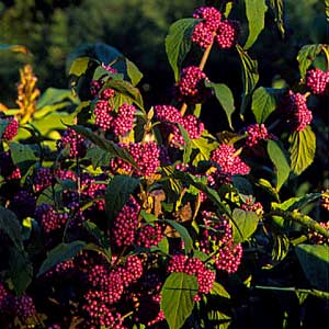 Pruning shrubs