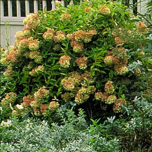 Peegee hydrangea 