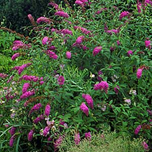 butterfly bush 
