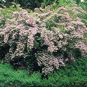 Beauty bush