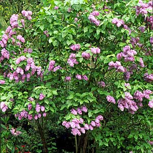 Lilac shrub