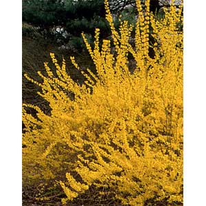 Forsythia