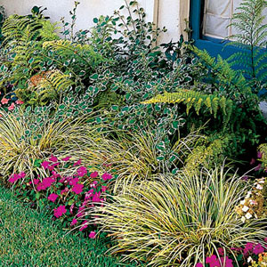 plant suggestions for foundation plantings