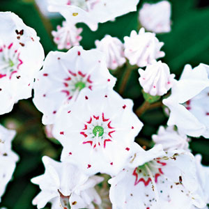  yard, garden, plants, design