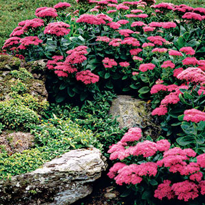  yard, garden, plants, design