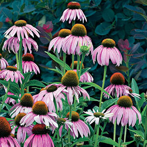  yard, garden, plants, design