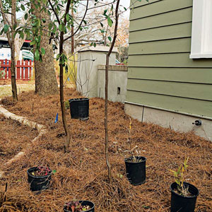 a native tree is discovered after pulling out overgrown native plants