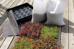 a kit to grow your own green roof