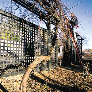 Concord grape fencing