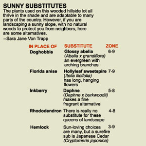 Sunny Substitutes chart