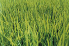 What's Bugging Your Lawn?